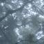 Milhares de bromélias penduradas nos galhos das árvores na mata úmida que ocupa a parte baixa do Parque Nacional da Serra dos Órgãos, no Rio de Janeiro, portaria de Teresópolis